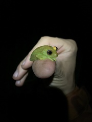 Boana cinerascens