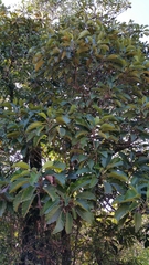 Dilleniaceae