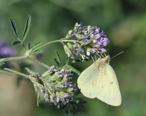 Clouded Sulphur