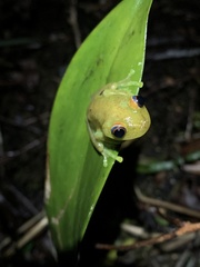 Boana cinerascens