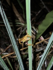 Dendropsophus bifurcus