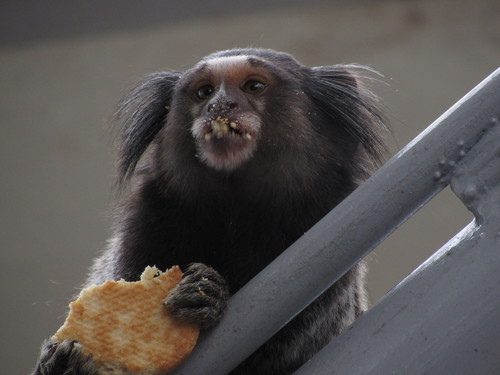 Common × Black-tufted-ear Marmoset