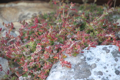 Drosanthemum stokoei