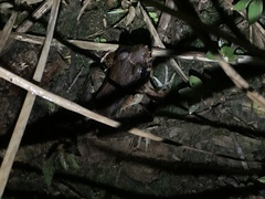 Leptodactylus wagneri