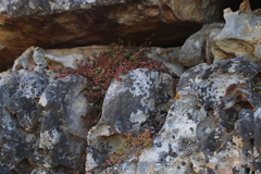 Drosanthemum stokoei