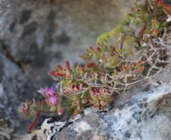 Drosanthemum stokoei