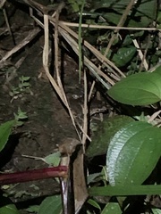 Leptodactylus wagneri