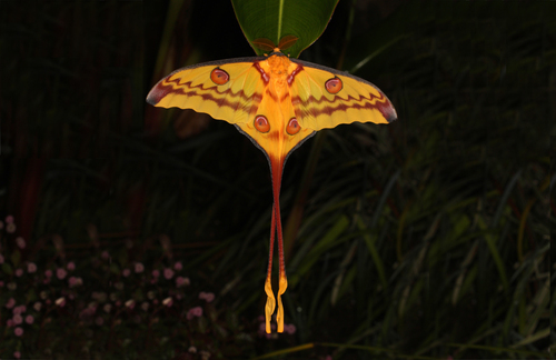 Madagascan Moon Moth