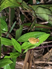 Dendropsophus bifurcus