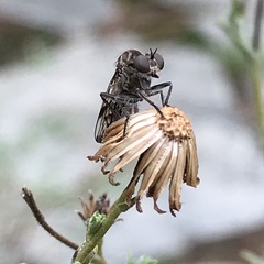 Nicocles