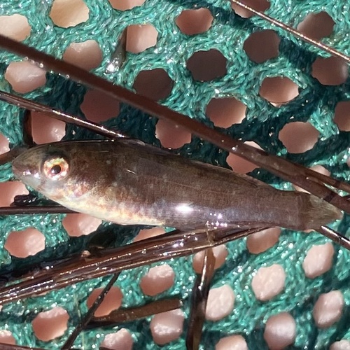 Emerald Parrotfish (Nicholsina usta) — Scaridae — 2