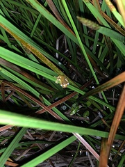 Dendropsophus bifurcus