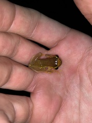 Dendropsophus bifurcus