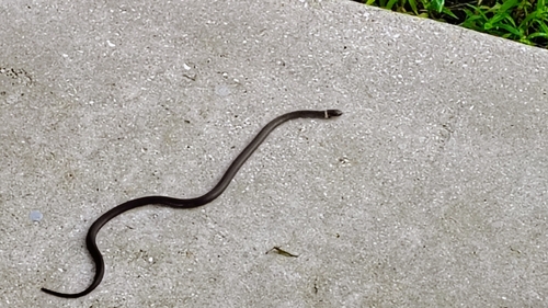 Ring-necked Snake