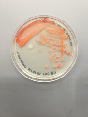 Serratia