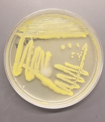 Micrococcus