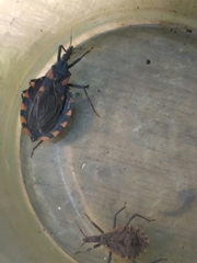 Triatoma