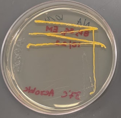 Pseudomonas