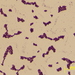 Dermacoccus - Photo (c) acmicrobiology, osa oikeuksista pidätetään (CC BY-NC)