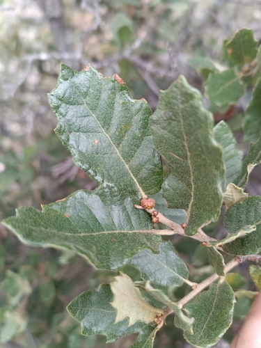 Quercus supranitida