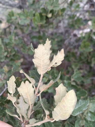 Quercus supranitida