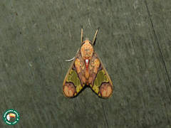 Neonerita dorsipuncta