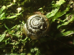 Phrixgnathus ariel