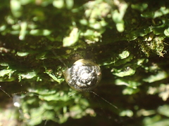 Phrixgnathus ariel