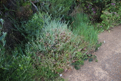 Crassula pruinosa