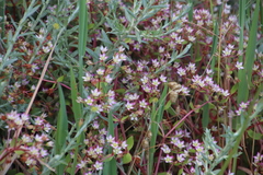 Crassula pruinosa