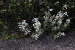 Helichrysum fruticans