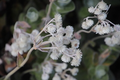 Helichrysum fruticans