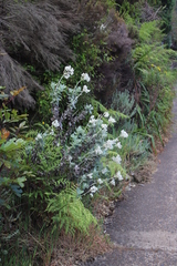 Helichrysum fruticans
