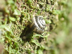 Phrixgnathus ariel