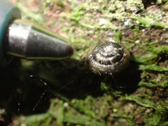 Phrixgnathus ariel