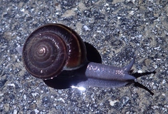 Helminthoglypta sequoicola