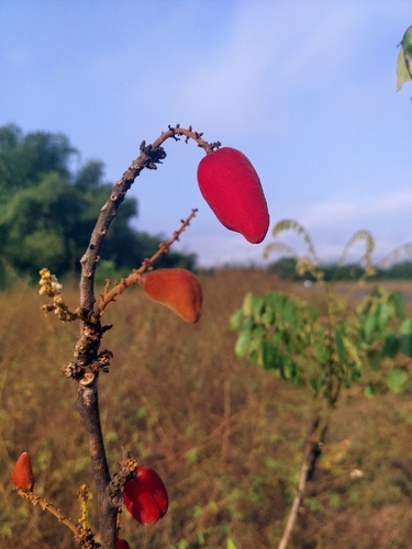 Cnestis ferruginea