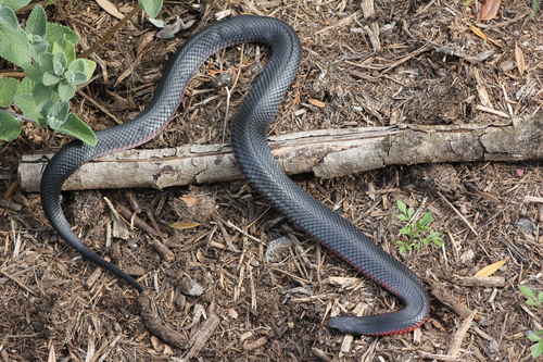 Red-bellied Black Snake sighting