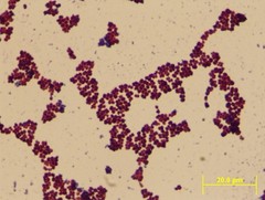 Micrococcus