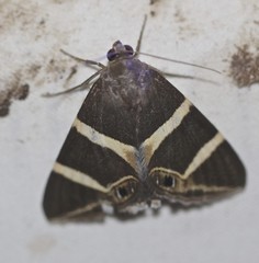 Grammodes oculicola