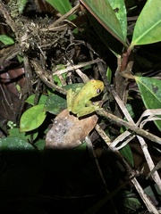 Boana cinerascens