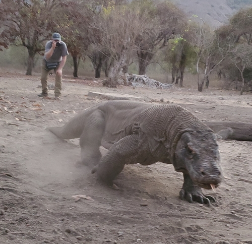 Komodo Dragon — seen at this dive site