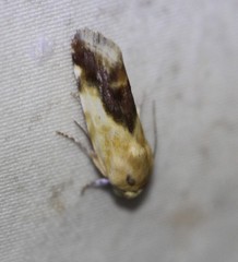 Acontia detrita