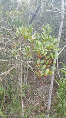 Peponidium