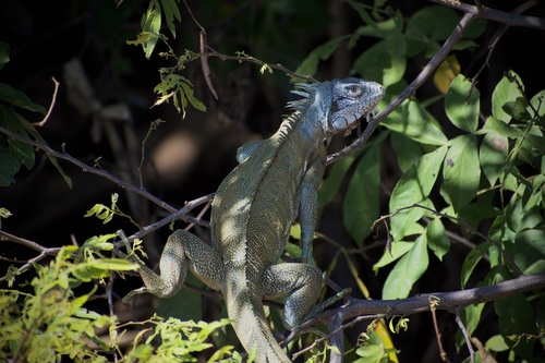 Green Iguana
