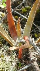 Aloe leandrii image