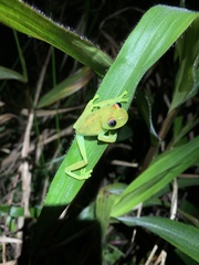 Boana cinerascens