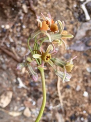 Tulbaghia alliacea
