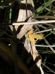 Dendropsophus bifurcus