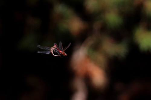 Sympetrum striolatum
